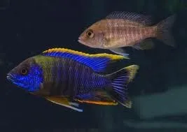 Aulonocara Lwanda 4-5 cm - Ciclidi Africani lago malawi
