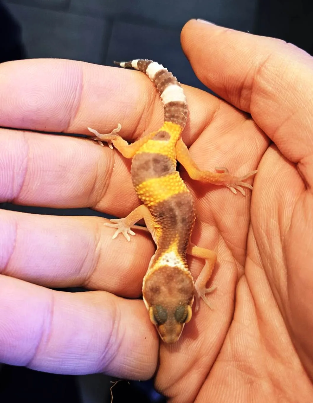 Eublepharis macularius - Geco Leopardino Morph Tremper 10-12 cm - FOTO REALI - sauri per terrario
