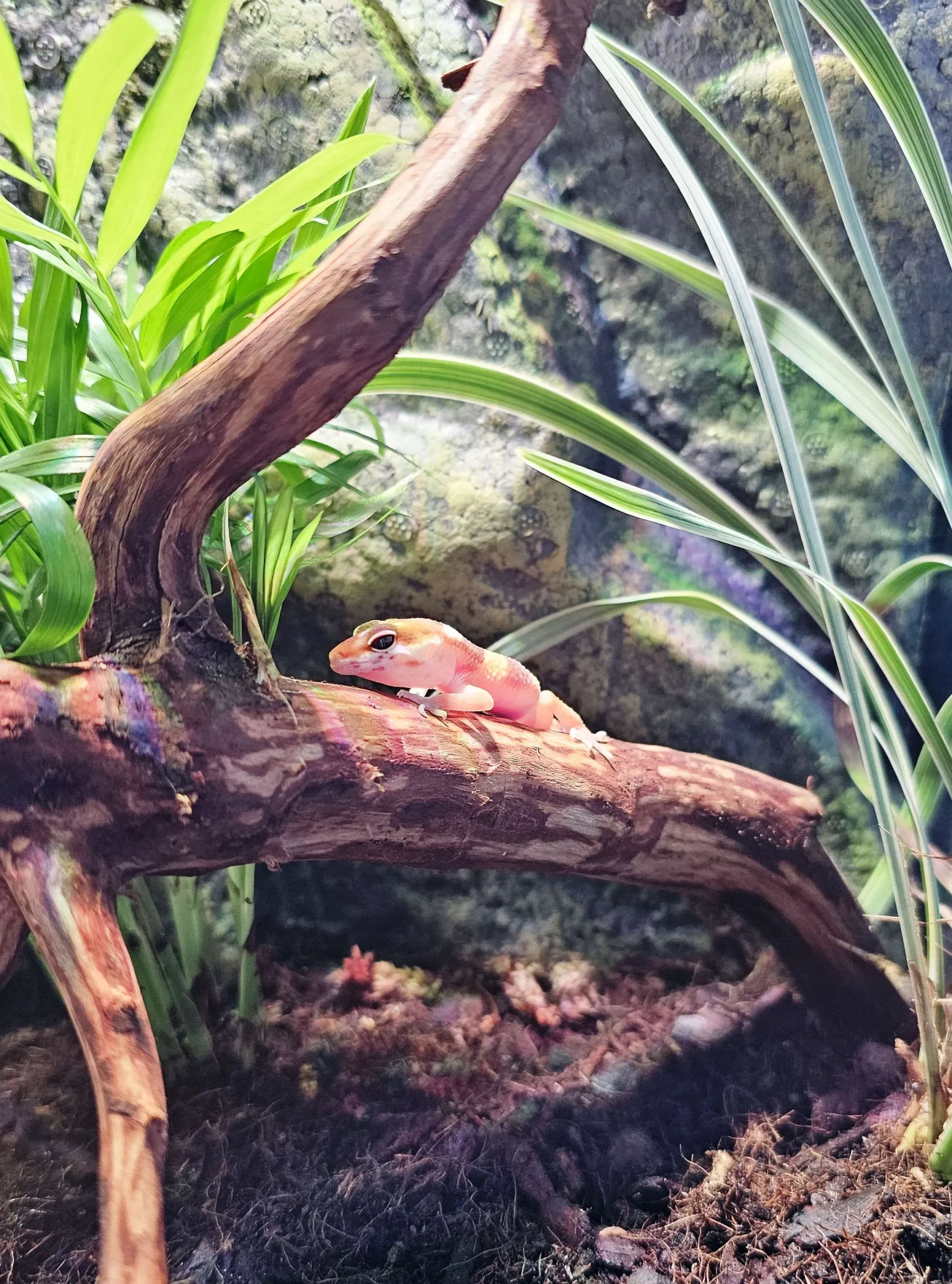 Eublepharis macularius - Geco Leopardino Morph Tremper 10-12 cm - FOTO REALI - sauri per terrario