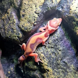 Eublepharis macularius - Geco Leopardino Morph Stripe Tremper 10-12 cm - FOTO REALI - sauri per terrario