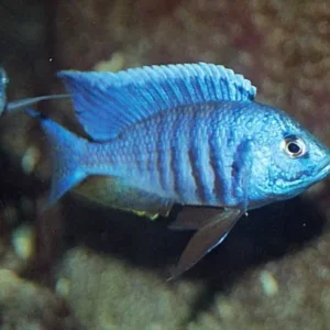 Copadichromis Azureus 4-6 cm - Ciclidi Africani lago malawi