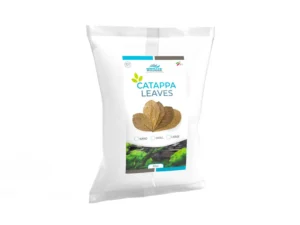 Whimar – Catappa L - 18-20 cm – 20pz FOGLIE DI CATAPPA - MANDORLO INDIANO, KETAPANG