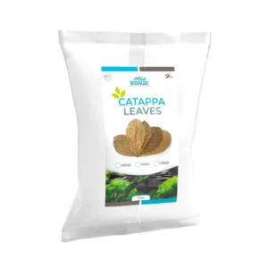 Whimar – Catappa L - 18-20 cm – 20pz FOGLIE DI CATAPPA - MANDORLO INDIANO, KETAPANG
