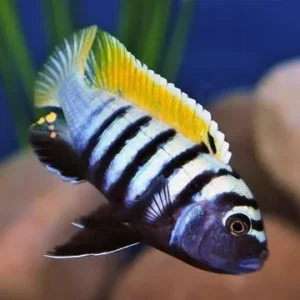Cynotilapia Afra Jalo Jalo Reef 4-6 cm - Ciclidi Africani lago Malawi