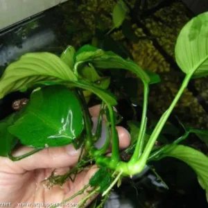 ANUBIAS BARTERI BARTERI, pianta facile a foglia larga