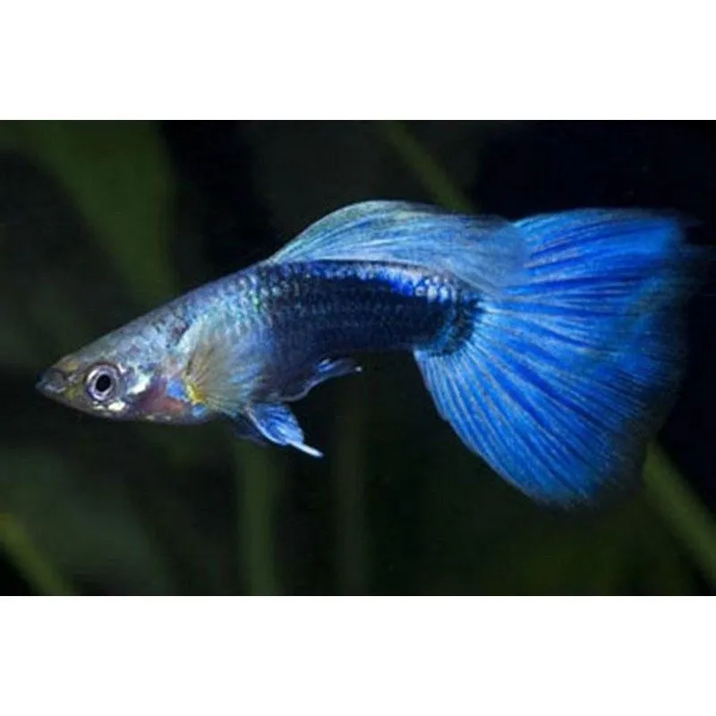 Guppy maschio Blue Neon, Poecilia reticulata male 3,5 cm