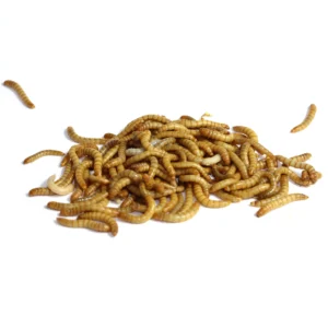 Tarme della farina - Tenebrio molitor - porzione 50 ml - cibo vivo per gechi e altri sauri