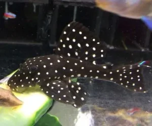 Hypancistrus inspector L201 Snowball Pleco 10-12 cm, loricaridi alghivori