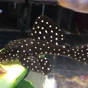 Hypancistrus inspector L201 Snowball Pleco 10-12 cm, loricaridi alghivori