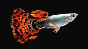 Guppy maschio snakeskin cobra red, Poecilia reticulata male 3,5 cm