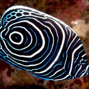 Pomacanthus Imperator Juvenile - Pesce angelo imperatore - pesce marino