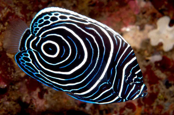 Pomacanthus Imperator Juvenile - Pesce angelo imperatore - pesce marino