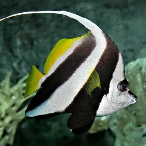 Heniochus acuminatus - Pesce Farfalla Stendardo - pesce marino