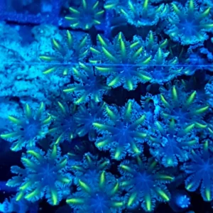 Clavularia Papaya Green - Corallo molle facile - frag di 8-10 cm