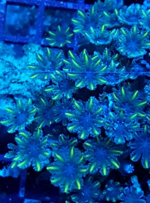 Clavularia Papaya Green - Corallo molle facile - frag di 8-10 cm