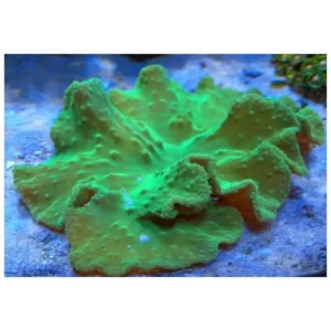 Sinularia Dura Green - Corallo molle facile - frag 6-8 cm