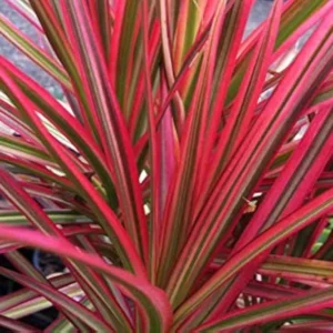 Dracaena RED detta Bambù della fortuna - pianta per terrario o paludario in vasetto