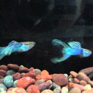 Coppia di Guppy Blue coda a lyra, Poecilia reticulata 3,5 cm, maschio + femmina