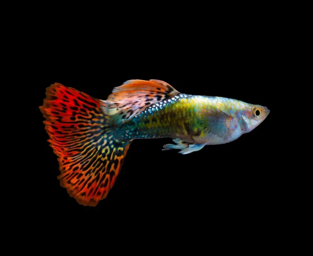 Coppia di Guppy snakeskin cobra red, Poecilia reticulata 3,5 cm - maschio + femmina
