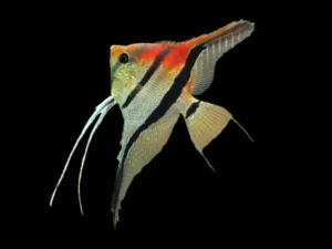 Pterophyllum Scalare Manacapuru red back - 8-10 cm - allevati in Italia