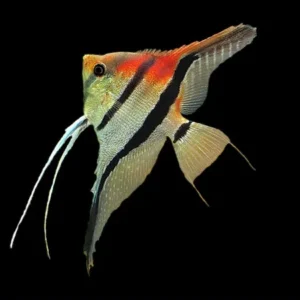 Pterophyllum Scalare Manacapuru red back - 8-10 cm - allevati in Italia