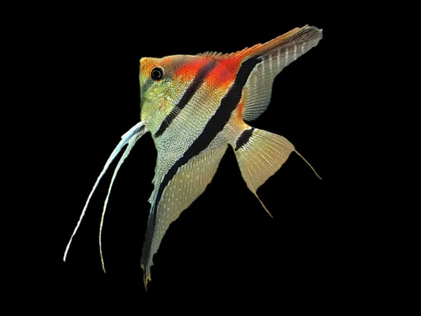 Pterophyllum Scalare Manacapuru red back - 8-10 cm - allevati in Italia