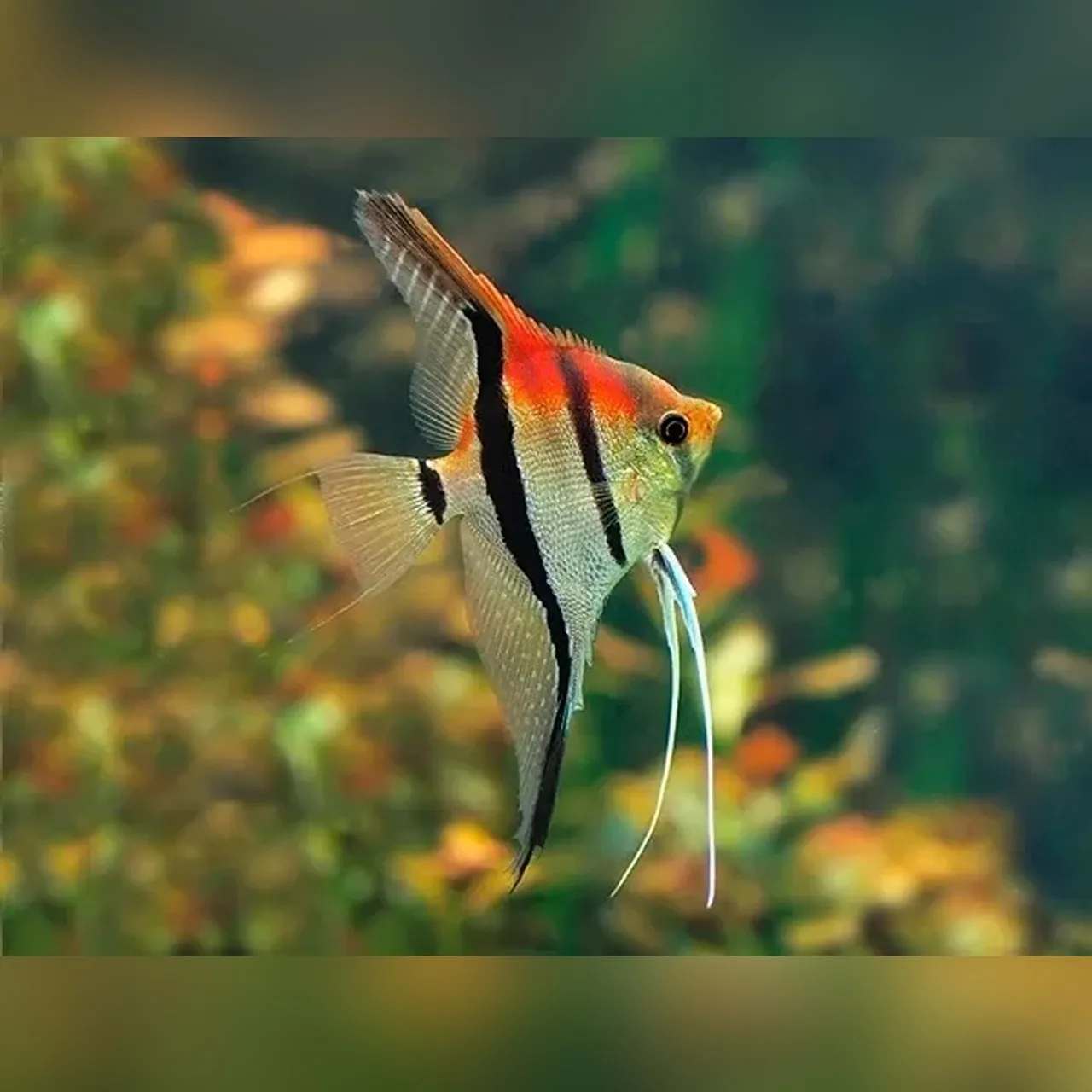 Pterophyllum Scalare Manacapuru red back - 8-10 cm - allevati in Italia