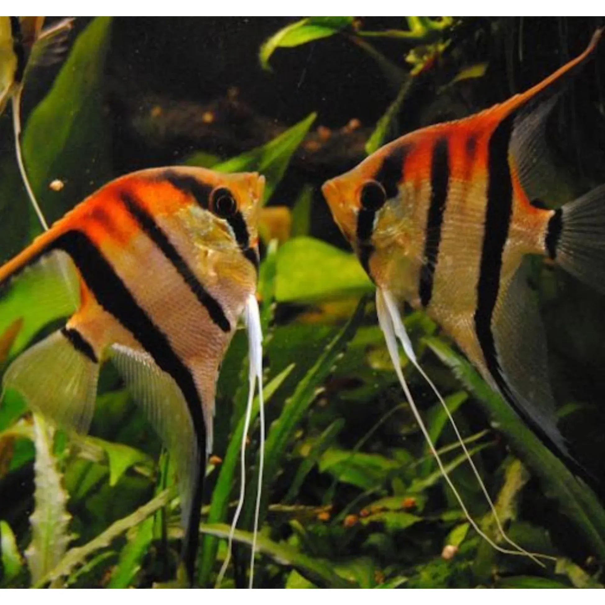 Pterophyllum Scalare Manacapuru red back - 8-10 cm - allevati in Italia