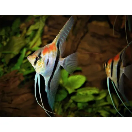 Pterophyllum Scalare Manacapuru red back - 8-10 cm - allevati in Italia