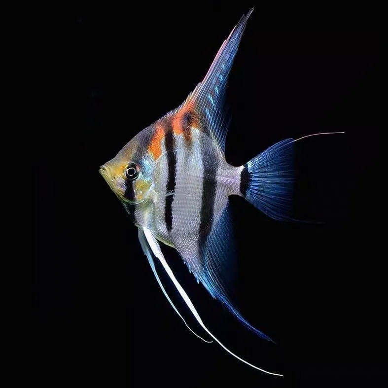 Pterophyllum Scalare Manacapuru red back - 8-10 cm - allevati in Italia