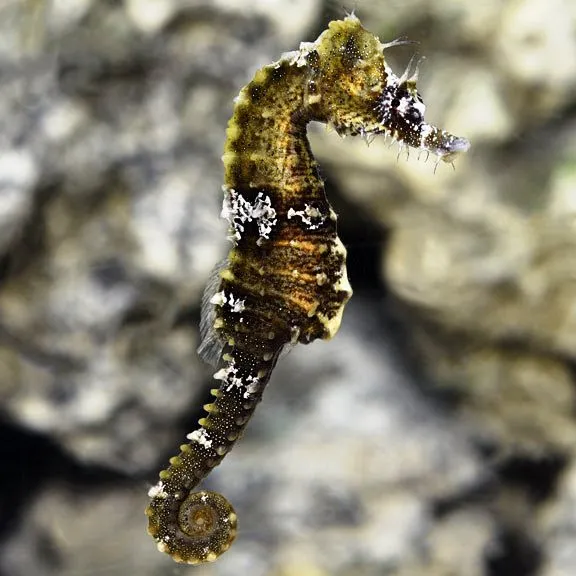Hippocampus Erectus - Cavalluccio marino 12-18 cm - Ippocampo d'allevamento per acquario marino e reef