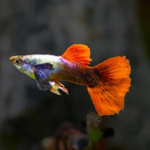 Guppy maschio Elephant Ears, Poecilia reticulata male 3,5 cm Big Dumbo Ear