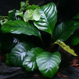 ANUBIAS BARTERI COFFEIFOLIA, pianta facile a foglia larga
