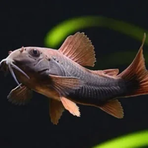 Corydoras Black Venezuela 2-3 cm, pesce da fondo