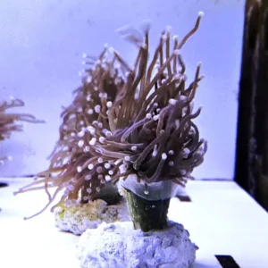 Euphyllia Glabrescens Black torch punte rosa 1 calice - FOTO REALI - Corallo duro LPS facile