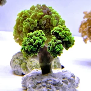 Euphyllia Parancora Green fluo - 3 calici - FOTO REALI - Corallo duro LPS facile