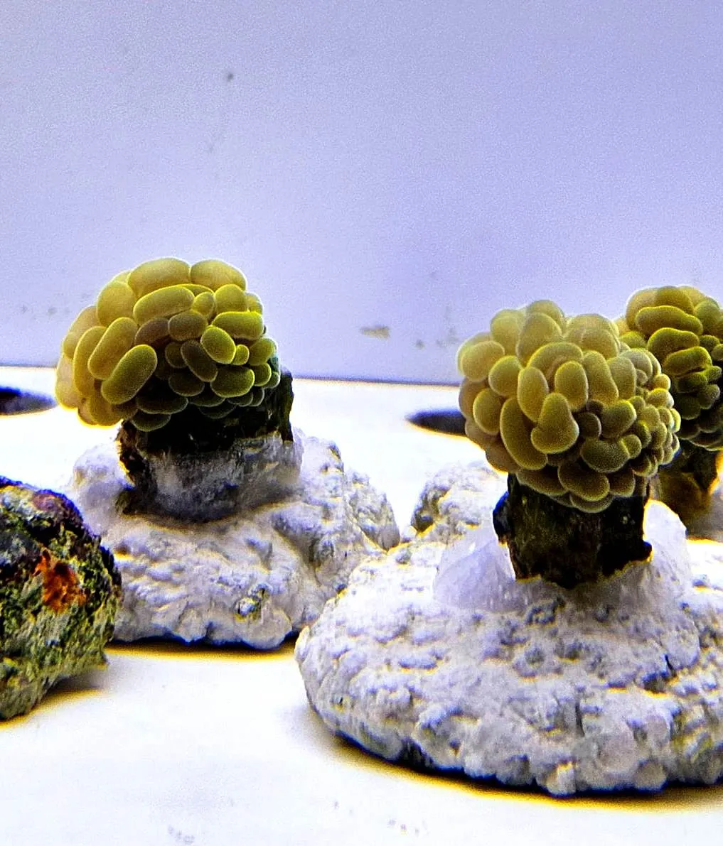 Euphyllia Parancora Yellow-Orange Fluo Ultra Premium - FOTO REALE - 1 calice - Corallo duro LPS facile