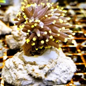 Euphyllia Glabrescens Black torch punte gialle 3 calici - FOTO REALI - Corallo duro LPS facile