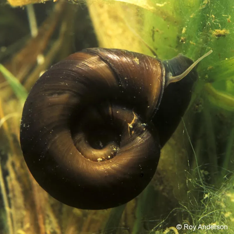 Planorbarius Corneus - lumaca detritivora per acquario o laghetto