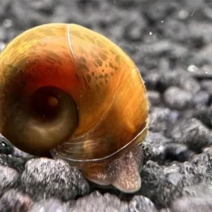Planorbarius Corneus - lumaca detritivora per acquario o laghetto