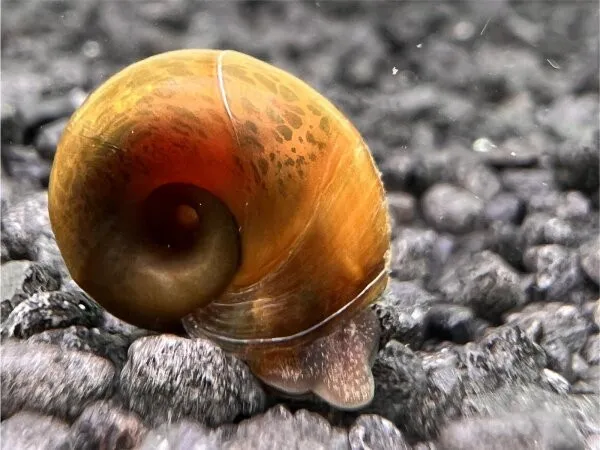 Planorbarius Corneus - lumaca detritivora per acquario o laghetto