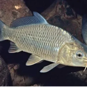 Cyprinus Carpio 4-6 cm - pesce da laghetto - Carpa comune