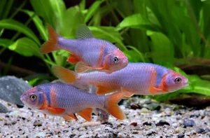 Notropis Lutrensis 4-6 cm - Red Shiners - pesce da branco resistente alle basse temperature - Cyprinella Lutrensis