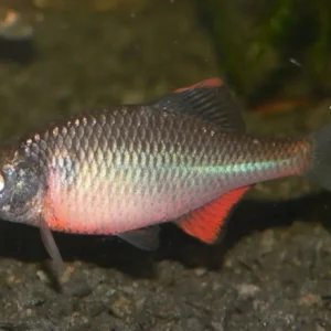 Rhodeus Sericeus 4-6 cm - Rodeo Amaro - pesce per acquario d'acqua fredda o laghetto