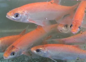 Leuciscus Idus Orfus 4-6 cm - Orfe - pesce d'acqua fredda per laghetto