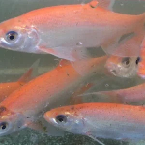 Leuciscus Idus Orfus 4-6 cm - Orfe - pesce d'acqua fredda per laghetto