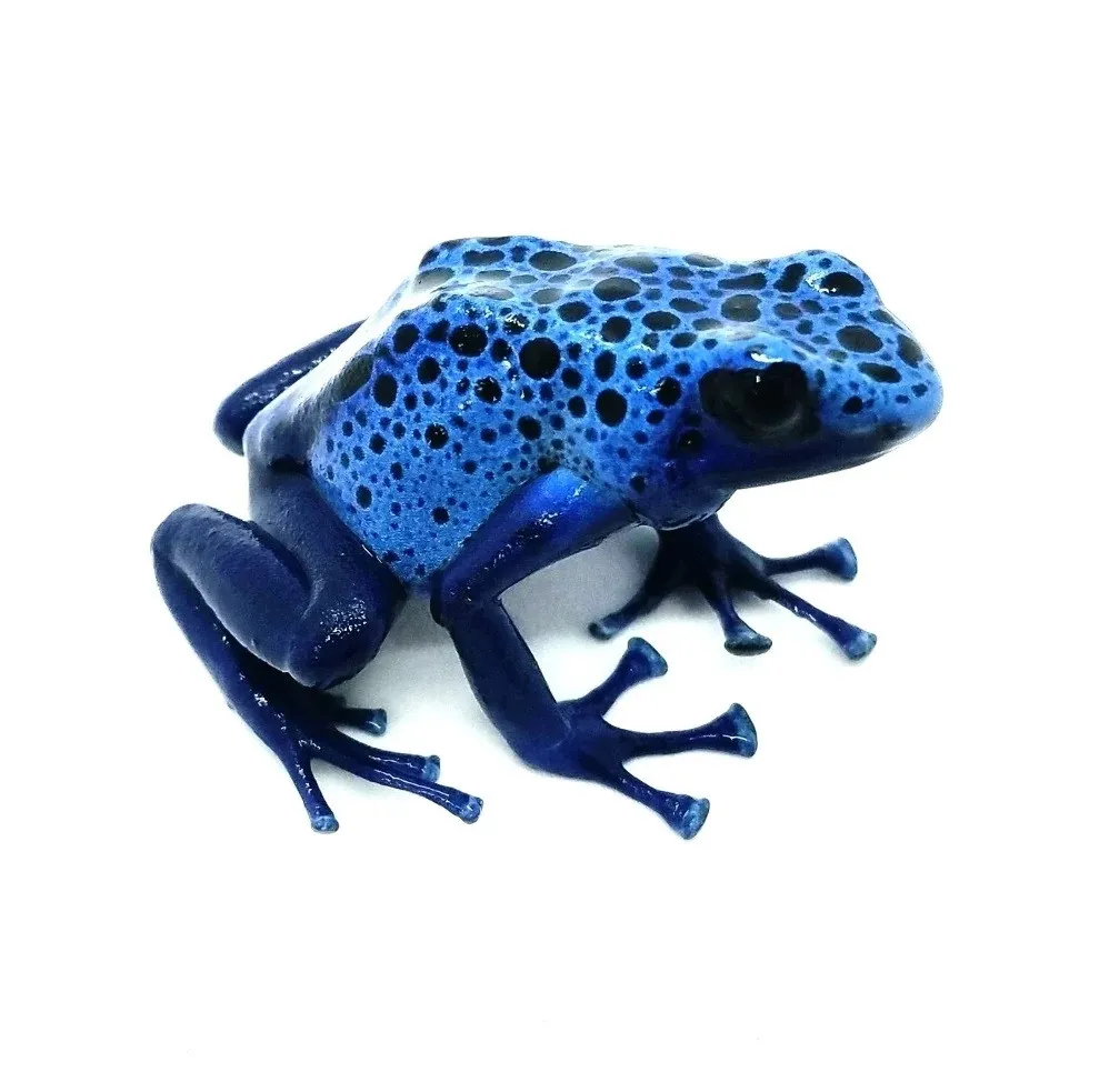 Dendrobates Tinctorius Azureus 2.5-3 cm - Rana freccia Celeste, Blue e nera - Rana dardo - anfibi per terrario