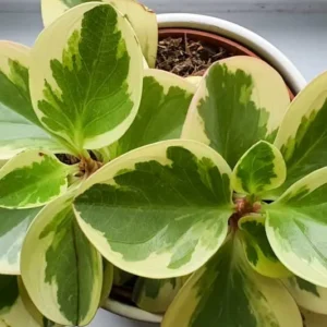 Peperomia Obtusifolia - pianta per terrario/paludario o da interno in vasetto