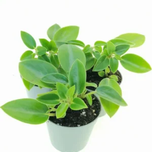 Peperomia Glabella - pianta per terrario/paludario o da interno in vasetto