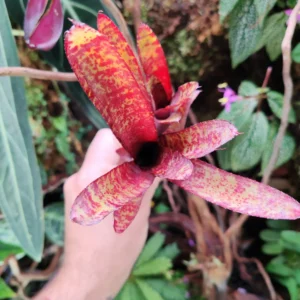 Neoregelia Ampullacea Purpurea Compacta - pianta epifita per terrario o paludario in vasetto